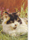 AK 215117 CAT / KATZE ... - Gatti