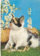 AK 215119 CAT / KATZE ... - Gatos