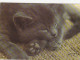 AK 215120 CAT / KATZE ... - Katzen