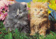 AK 215139 CAT / KATZE ... - Chats