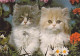 AK 215147 CAT / KATZE ... - Chats