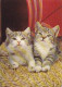 AK 215148 CAT / KATZE ... - Gatti