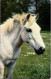 26-4-2024 (3 Z 6) UK (posted To Sénégal 1964 Under-paid And TAXED) - Horse / Cheval - Horses