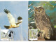 Aves - Rapina - Cartoline Maximum