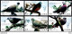 14662  Pigeons - Colombes - 2020 - Stamps + S/S - MNH - Cb - 3,25 - Columbiformes