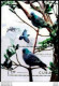 14662  Pigeons - Colombes - 2020 - Stamps + S/S - MNH - Cb - 3,25 - Tauben & Flughühner