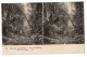 CPA  Stéréoscopique - Voyage Aux INDES - 14. Indes Néerlandaises. Une Forêt Vierge - LL  - Stereoscope Cards