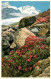 13708898 Zermatt VS Rhododendron Ferrugineum Alpenrose Am Findelen Gletscher Wal - Autres & Non Classés