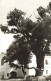 FLEURS, PLANTES &  ARBRES - Arbres - Vue Générale - Maison - Carte Postale Ancienne - Trees