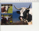 Carte Postale 17 X 12 Cm Vache Ferrandaise Race Locale Massif Central Agriculture élevage Bovin Puy-de-Dôme Clarine CPGF - Breeding