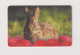 ROMANIA - Easter Rabbit Chip  Phonecard - Rumania