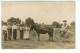 CARTE PHOTO écrite De La Plaine Agriculture Paysan Matériel Agricole Attelage à Identifier Famille PERICAT De ? - Wagengespanne