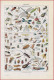 Insecte. Insectes Utiles Et Nuisibles. Dégâts Des Insectes Nuisibles. Illustration Adolphe Millot. Larousse 1948. - Historical Documents