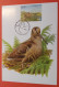 Carte Maximum Oiseaux De Buzin Avec Affranchissement Timbre Oiseaux Du Portugal 22.04.2009 - 1985-.. Birds (Buzin)
