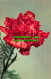 R517283 Red Flower. Kruger. Postcard - World