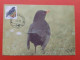 Carte Maximum Avec Affranchissement Oiseaux De Buzin Merle Noir 1.6.1992 - 1985-.. Vogels (Buzin)