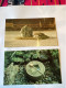 Delcampe - 8 Cartes Postales Rock Garden Ryoan -JI 1964 - Kyoto