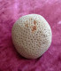 Corail Blanc En Forme De Boule - Minerals