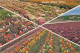 AK 215271 USA - California - Lompoc Flower Fields - Altri & Non Classificati