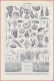 Mollusque, Ver, échinoderme ... Illustration Millot. Mollusques Et Culture De L'escargot, Par Dessertenne. Larousse 1948 - Documents Historiques