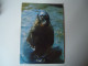 GREECE   POSTCARDS ΦΩΚΙΑ  MONACHUS MONACHUS   FOR MORE PURCHASES 10% DISCOUNT - Fische Und Schaltiere