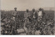 OLONZAC : Carte Photo D' Agriculteurs Vaporisant Un Produit Sur Les Vignes Vers 1910 - Très Bon état - Other & Unclassified