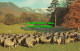 R518506 Gathering Herdwick Sheep At Rydal Park. Ambleside. KLD750. Jarrold. Sand - Wereld