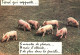 THEME  HUMOUR / Cochons - Humour