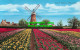 R518288 Spalding. Tulip Fields. Valentine. Valesque - Wereld