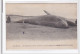 BARRE-de-MONT : Une Baleine .. A Ete Rejeté Par La Mer Le 28 Mars 1919 Sur La Plage De La Barre-de-monts - Tres Bon Etat - Other & Unclassified