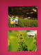 Cartes Maximum De 1994 Du Liechtenstein - Yt N° 1030 à 1033 - Evolution De La Vigne Au Fil Des 4 Saisons - Wines & Alcohols