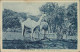 AFRICA - ERITREA - CAMMELLI AL PASCOLO /  CAMELS GRAZING - ED. BASSI - 1930s (12546) - Erythrée