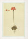FLEURS Vintage Carte Postale CPSM #PAS462.A - Flowers