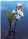 FLOWERS Vintage Ansichtskarte Postkarte CPSM #PAR782.A - Bloemen