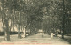 CPA- MAZAMET- Jardin Public, La Grande Allée - Nourrices, Landeaux* Phototypie Labouche 1909- Ambulant Mazamet à Castres - Mazamet