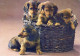 PERRO Animales Vintage Tarjeta Postal CPSM #PAN643.A - Dogs