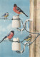 UCCELLO Animale Vintage Cartolina CPSM #PAM843.A - Vögel