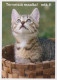 GATO GATITO Animales Vintage Tarjeta Postal CPSM Unposted #PAM637.A - Chats