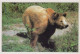 BEAR Animals Vintage Postcard CPSM #PBS340.A - Beren
