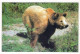 BEAR Animals Vintage Postcard CPSM #PBS340.A - Orsi
