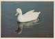 OISEAU Animaux Vintage Carte Postale CPSM #PBR487.A - Vogels