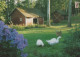 OISEAU Animaux Vintage Carte Postale CPSM #PBR427.A - Pájaros