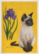 CHAT CHAT Animaux Vintage Carte Postale CPSM #PBR012.A - Chats