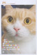 KATZE MIEZEKATZE Tier Vintage Ansichtskarte Postkarte CPSM #PBQ772.A - Cats