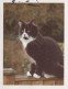 CAT Vintage Postcard CPSMPF #PKG904.A - Gatos
