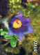 FLOWERS Vintage Postcard CPSM #PAS502.GB - Blumen