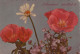 FLOWERS Vintage Postcard CPSM #PAR661.GB - Blumen