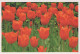 FLOWERS Vintage Postcard CPSM #PAR119.GB - Blumen