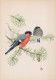 BIRD Animals Vintage Postcard CPSM #PAN224.GB - Vogels