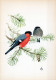 BIRD Animals Vintage Postcard CPSM #PAN224.GB - Birds